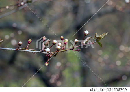 White Japanese apricot Prunus mume blooms on a tree branch. The early spring bloom symbolizes the renewal and beauty of nature. 134538760