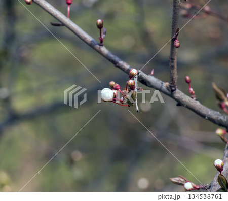 A white Japanese apricot Prunus mume blooms on tree branch. The early spring bloom symbolizes the renewal and beauty of nature. 134538761