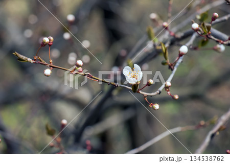Flowers of Japanese apricot - Prunus mume - are bloom 134538762