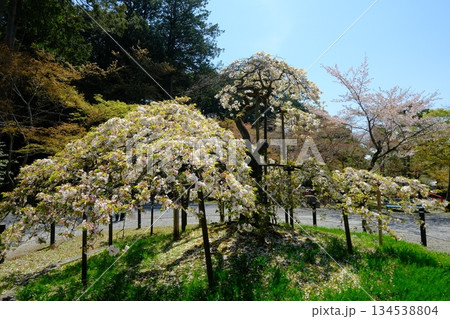 京都の大原野神社の千眼桜 134538804