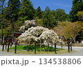 京都の大原野神社の千眼桜 134538806
