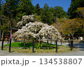 京都の大原野神社の千眼桜 134538807
