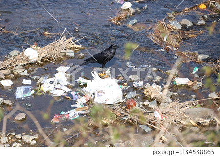 カラスがゴミを突っついているところ 134538865
