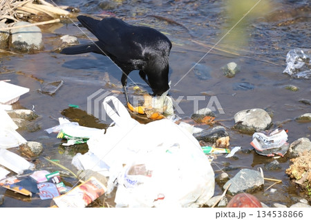 カラスがゴミを突っついているところ カラスがゴミを突っついているところ 134538866