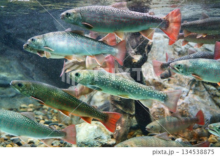 9557　ニッコウイワナ 134538875