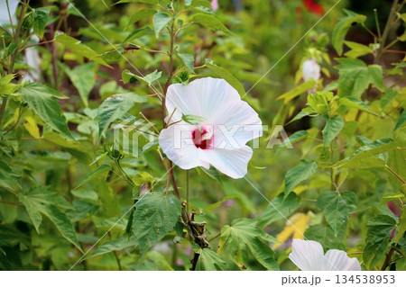 爽やか 大輪 タイタンビカスの花 爽やか 大輪 タイタンビカスの花 134538953