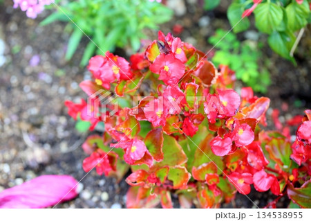 可愛い　ベゴニアの花 134538955
