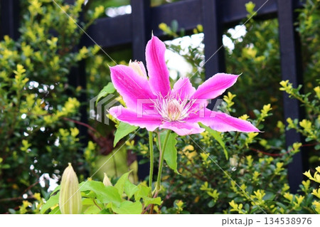 生き生きと開花したピンク色の花　クレマチス 134538976