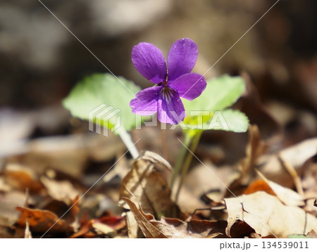 春の日差しを浴びて咲くアカネスミレ 春の日差しを浴びて咲くアカネスミレ 134539011