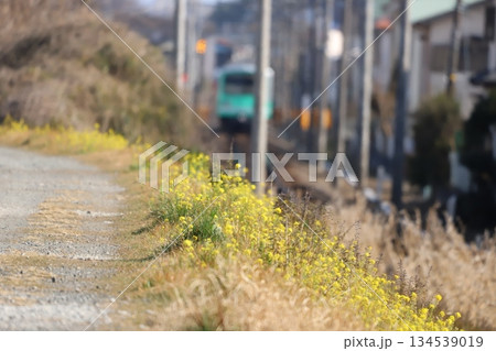 大雄山線沿いの道と電車 大雄山線沿いの道と電車 134539019