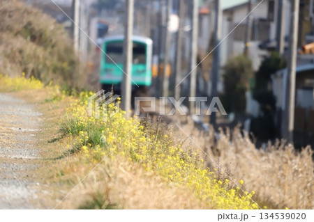 大雄山線沿いの道と電車 134539020