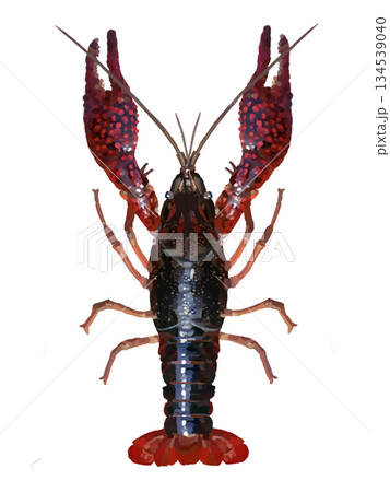 アメリカザリガニ 134539040