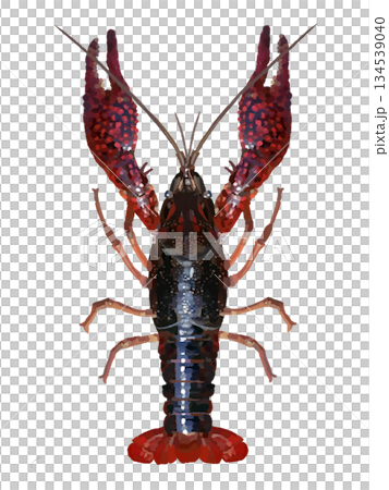 アメリカザリガニ 134539040