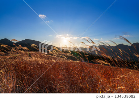 超広角レンズが描き出す曽爾高原師走の夕景 日没から美しい夕焼けまで 黄金色の太陽と風になびくすすき① 超広角レンズが描き出す曽爾高原師走の夕景 日没から美しい夕焼けまで 黄金色の太陽と風になびくすすき① 134539082