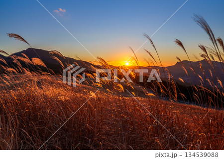 超広角レンズが描き出す曽爾高原師走の夕景 日没から美しい夕焼けまで 黄金色に輝く空とすすきの穂③ 超広角レンズが描き出す曽爾高原師走の夕景 日没から美しい夕焼けまで 黄金色に輝く空とすすきの穂③ 134539088