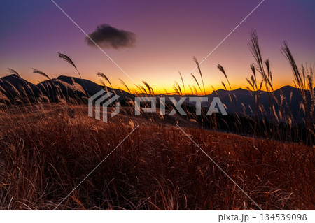 超広角レンズが描き出す曽爾高原師走の夕景 日没から美しい夕焼けまで 日没後輝く空とすすきの穂① 超広角レンズが描き出す曽爾高原師走の夕景 日没から美しい夕焼けまで 日没後輝く空とすすきの穂① 134539098