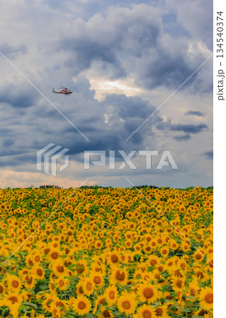 夏の女満別空港　ひまわり畑の上を飛行するヘリコプター 134540374