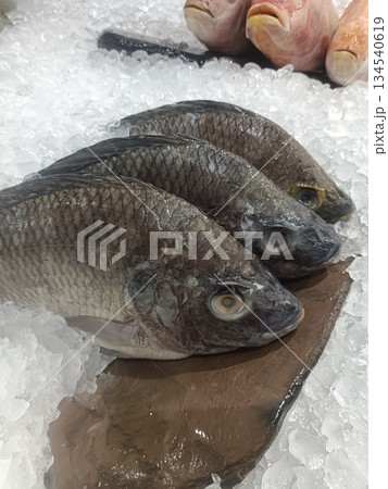 Fresh fish seafood fish market crushed ice food display grocery raw food chilled display of fresh fish crushed ice seafood Fresh fish seafood fish market crushed ice food display grocery raw food chilled display of fresh fish crushed ice seafood 134540619