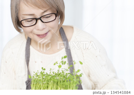 キッチンで豆苗を育てるシニア女性 134541084