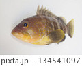 アオハタ(青羽太)~俯瞰(被写界深度浅仕様) 日本中部以南にいるハタ科の海水魚 アオハタ(青羽太)~俯瞰(被写界深度浅仕様) 日本中部以南にいるハタ科の海水魚 134541097