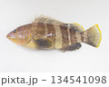 アオハタ(青羽太) 日本中部以南にいるハタ科の海水魚 アオハタ(青羽太) 日本中部以南にいるハタ科の海水魚 134541098