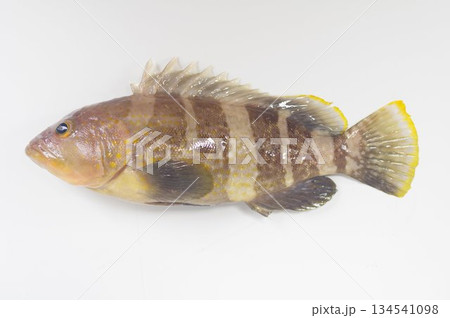 アオハタ（青羽太）　日本中部以南にいるハタ科の海水魚 134541098