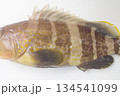 アオハタ(青羽太)~側面拡大 日本中部以南にいるハタ科の海水魚 アオハタ(青羽太)~側面拡大 日本中部以南にいるハタ科の海水魚 134541099