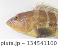アオハタ(青羽太)~頭部拡大 日本中部以南にいるハタ科の海水魚 アオハタ(青羽太)~頭部拡大 日本中部以南にいるハタ科の海水魚 134541100