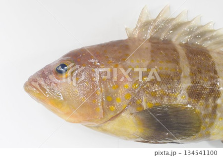 アオハタ（青羽太）～頭部拡大　日本中部以南にいるハタ科の海水魚 134541100