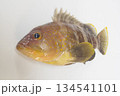アオハタ(青羽太)~俯瞰(被写界深度深仕様) 日本中部以南にいるハタ科の海水魚 アオハタ(青羽太)~俯瞰(被写界深度深仕様) 日本中部以南にいるハタ科の海水魚 134541101