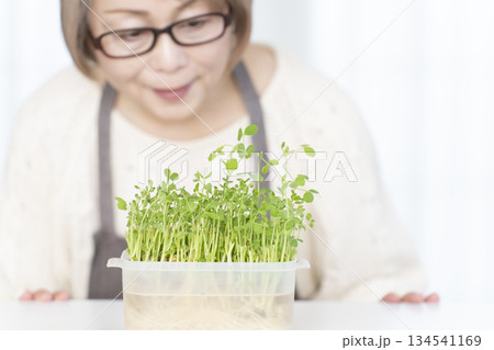 キッチンで豆苗を育てるシニア女性 アウトフォーカス 134541169