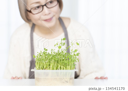 キッチンで豆苗を育てるシニア女性 アウトフォーカス 134541170