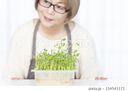 キッチンで豆苗を育てるシニア女性 アウトフォーカス 134541171