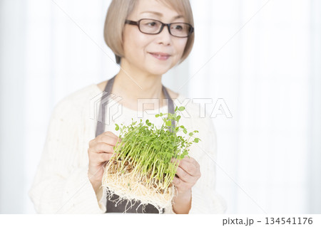 キッチンで豆苗を育てるシニア女性 アウトフォーカス 134541176
