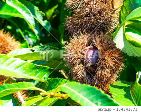 秋の味覚　たわわに実った美味しそうな栗 134541573