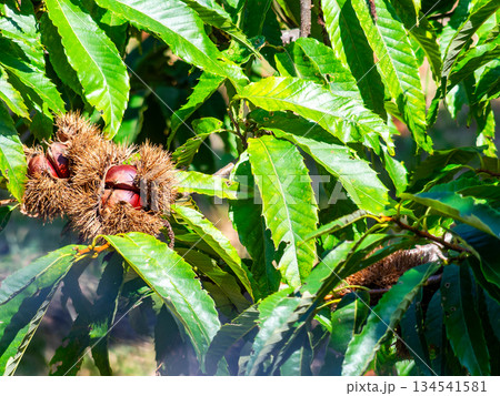 秋の味覚　たわわに実った美味しそうな栗 134541581