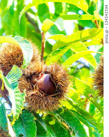 秋の味覚　たわわに実った美味しそうな栗 134541594