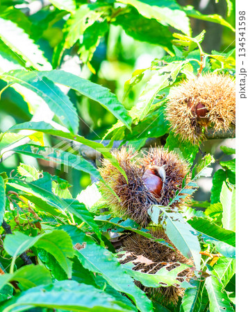 秋の味覚　たわわに実った美味しそうな栗 134541598