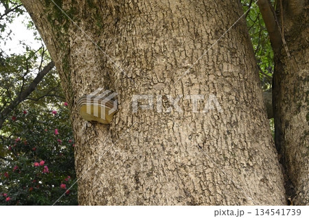 樹木の幹に生えるキノコ 樹木の幹に生えるキノコ 134541739