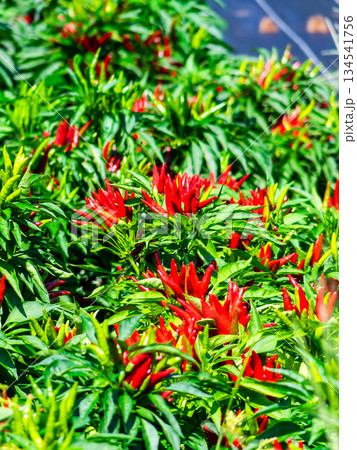 収穫の秋　真っ赤に実った辛そうなトウガラシ 134541756