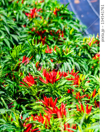 収穫の秋 真っ赤に実った辛そうなトウガラシ 収穫の秋 真っ赤に実った辛そうなトウガラシ 134541761