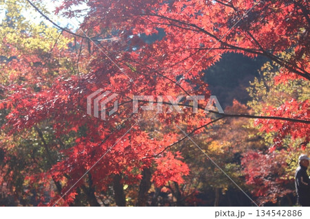 もみじ園 もみじ園 134542886