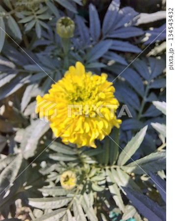A vibrant yellow marigold blooms prominently in a garden bed, surrounded by soft green leaves A vibrant yellow marigold blooms prominently in a garden bed, surrounded by soft green leaves 134543432
