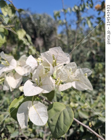 Close-up of delicate white bougainvillea flowers with green leaves, illuminated by bright sunlight against a blurred natural background Close-up of delicate white bougainvillea flowers with green leaves, illuminated by bright sunlight against a blurred natural background 134543433