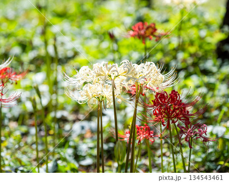 秋の風物詩 華やかに咲いた清楚な彼岸花 紅白 秋の風物詩 華やかに咲いた清楚な彼岸花 紅白 134543461