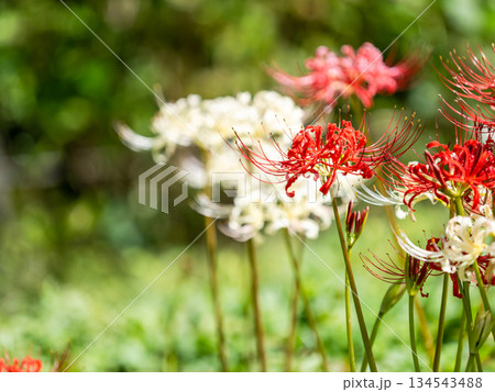 秋の風物詩　華やかに咲いた清楚な彼岸花　紅白 134543488