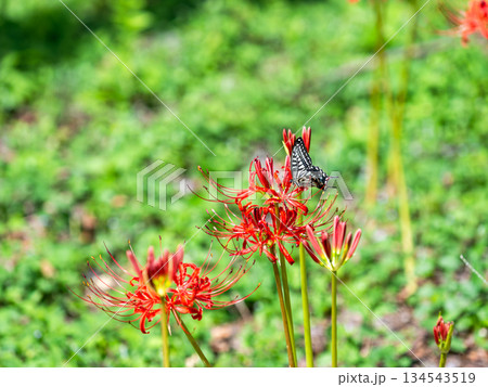 秋の風物詩 華やかに咲いた清楚な彼岸花とアゲハチョウ 秋の風物詩 華やかに咲いた清楚な彼岸花とアゲハチョウ 134543519
