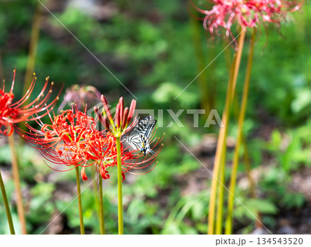 秋の風物詩 華やかに咲いた清楚な彼岸花とアゲハチョウ 秋の風物詩 華やかに咲いた清楚な彼岸花とアゲハチョウ 134543520