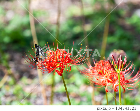 秋の風物詩 華やかに咲いた清楚な彼岸花とアゲハチョウ 秋の風物詩 華やかに咲いた清楚な彼岸花とアゲハチョウ 134543523