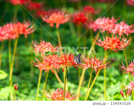 秋の風物詩　華やかに咲いた清楚な彼岸花とアゲハチョウ 134543526